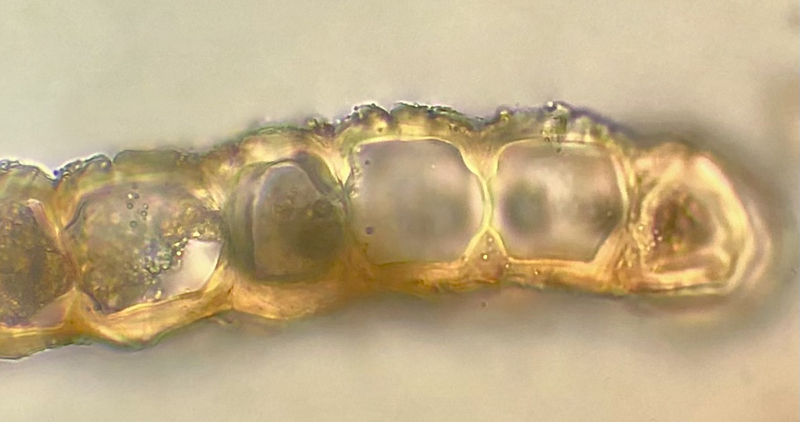 Mylia taylorii